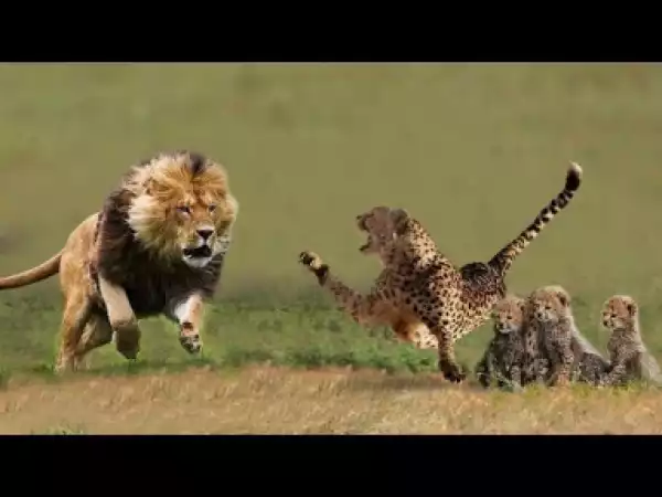 Video: Cheetah Mom Protects Cubs from Male Lion Amazing Footage